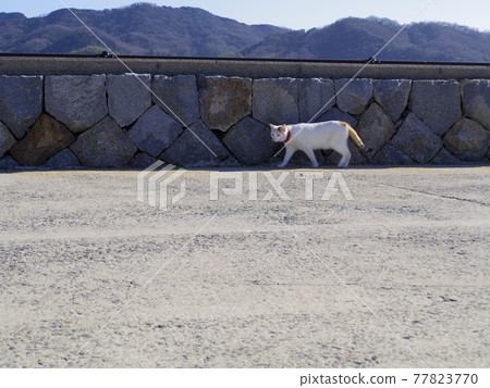 Tsuda, Sanuki City, Kagawa Prefecture Japan Dolphin Center's signature cat walk 77823770