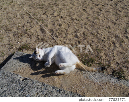 日本香川縣贊岐市津田市海豚中心的招牌貓 日本香川縣贊岐市津田市海豚中心的招牌貓 77823771