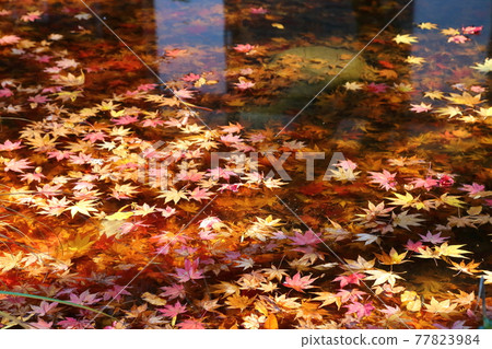 Kongorin-ji Temple: Fallen leaves floating in the water 77823984