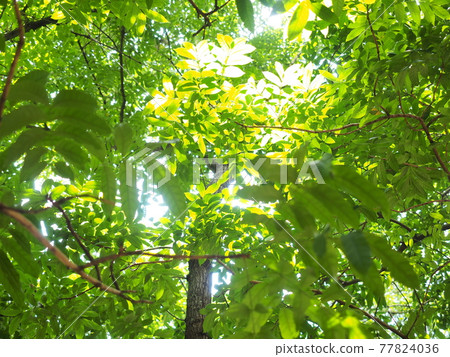 Sunbeams Sunbeams 77824036
