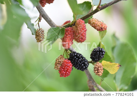 Blackberry  77824101