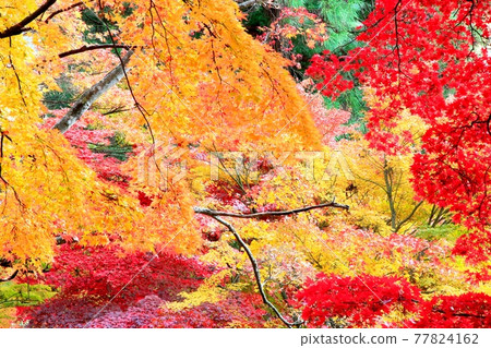 杉樹林和秋天的落葉 杉樹林和秋天的落葉 77824162