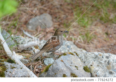 Japanese accentor Japanese accentor 77824272