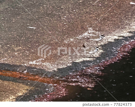 城市河流中的小環斑pl求愛行為 77824373