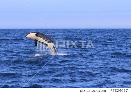 [北海道] 野生虎鯨遷徙到知床的大海（北海道羅臼近海） 77824617