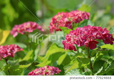 下雨時它會變濕 77824668