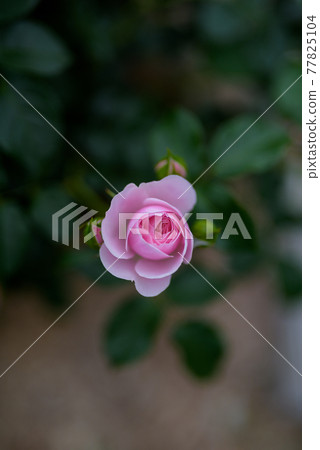 Shining rose flowers Shining rose flowers 77825104