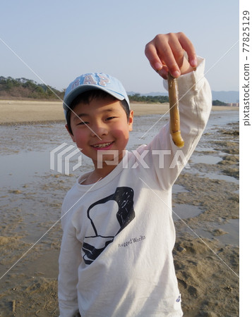 A child showing a razor shell harvested by clamming A child showing a razor shell harvested by clamming 77825129