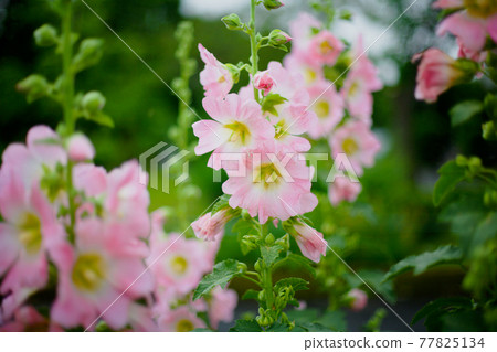 Hollyhocks with cute pink petals Hollyhocks with cute pink petals 77825134