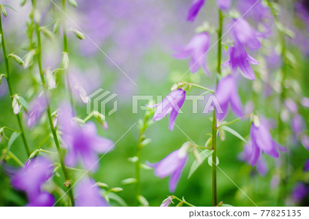 形狀像帽子的紫色花朵 形狀像帽子的紫色花朵 77825135