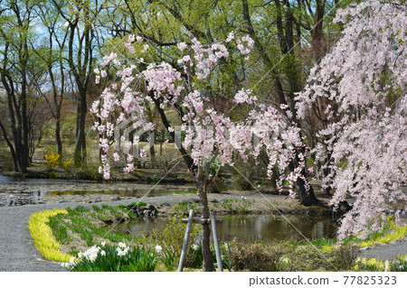 I went to Ryokusuien # 163 I went to Ryokusuien # 163 77825323