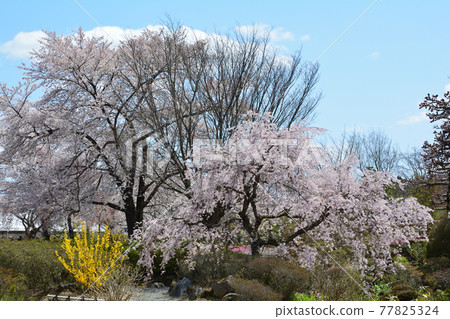 I went to Ryokusuien # 162 77825324