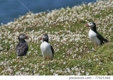 Puffin amongst spring flowers 77825368