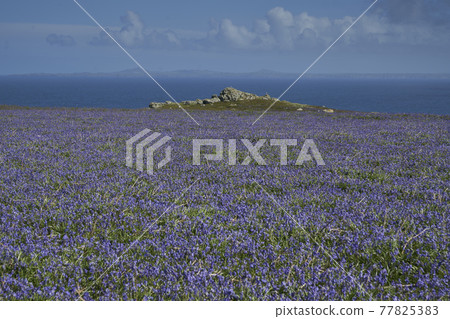 Bluebells on Skomer Island Bluebells on Skomer Island 77825383