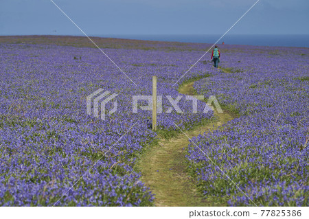 Bluebells on Skomer Island Bluebells on Skomer Island 77825386