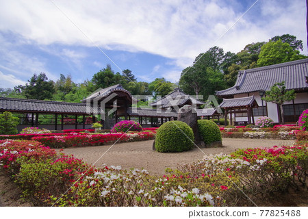 杜鵑花名胜新月院散田藩主久貴家的祠堂 杜鵑花名胜新月院散田藩主久貴家的祠堂 77825488