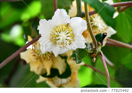 Female flower of kiwifruit Female flower of kiwifruit 77825492