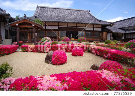 Azalea's famous place Shingetsuin Sanda feudal lord Kuki family's family temple Azalea's famous place Shingetsuin Sanda feudal lord Kuki family's family temple 77825529