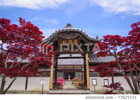 Azalea's famous place Shingetsuin Sanda feudal lord Kuki family's family temple Azalea's famous place Shingetsuin Sanda feudal lord Kuki family's family temple 77825531