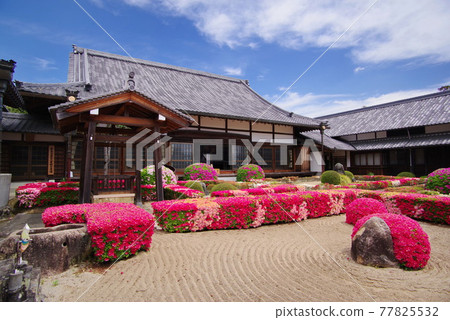 Azalea's famous place Shingetsuin Sanda feudal lord Kuki family's family temple Azalea's famous place Shingetsuin Sanda feudal lord Kuki family's family temple 77825532