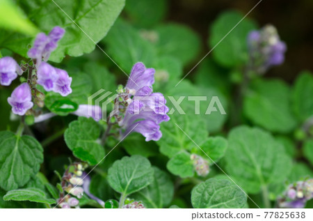 Scutellaria indica 77825638