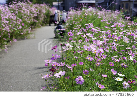 金澤花地 Cosmos Road 77825660