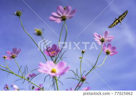 金澤花地 Cosmos Road 77825662