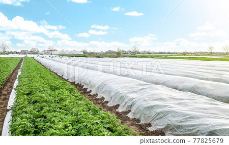 Potato plantation covered with agrofibre. Opening of young potato bushes as it warms. Hardening of plants in late spring. Greenhouse effect for care and protection. Agroindustry, farming Potato plantation covered with agrofibre. Opening of young potato bushes as it warms. Hardening of plants in late spring. Greenhouse effect for care and protection. Agroindustry, farming 77825679