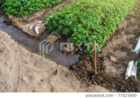 Water flows through canals into a greenhouse tunnel with a plantation of potato bushes. Growing crops in early spring using greenhouses. Farming irrigation system. Agriculture industry. Water flows through canals into a greenhouse tunnel with a plantation of potato bushes. Growing crops in early spring using greenhouses. Farming irrigation system. Agriculture industry. 77825680