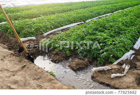 Furrow irrigation of potato plantations. Irrigation system to a farm field. Agriculture industry. Clean water resources in farming. Growing crops in arid regions. Agronomy and horticulture Furrow irrigation of potato plantations. Irrigation system to a farm field. Agriculture industry. Clean water resources in farming. Growing crops in arid regions. Agronomy and horticulture 77825682