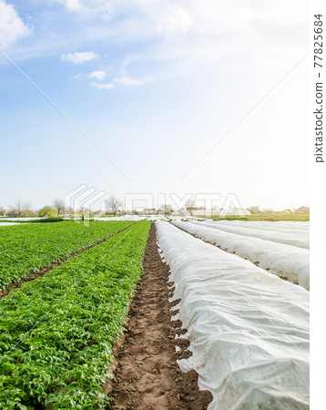 Rows of potato bushes on a plantation under agrofibre and open air. Hardening of plants in late spring. Greenhouse effect for protection. Agroindustry, farming. Growing crops in a colder early season. 77825684