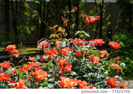 May Shinagawa 432 Rose (Princess Michiko), Rosaceae, Nemu no Ki no Niwa May Shinagawa 432 Rose (Princess Michiko), Rosaceae, Nemu no Ki no Niwa 77825749