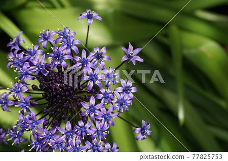 May Shinagawa 428 Schiller Peruviana (Scilla peruviana), Asparagales family, Nemu no Ki no Niwa 77825753