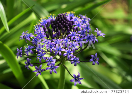 May Shinagawa 425 Schiller Peruviana (Scilla peruviana), Asparagales family, Nemu no Ki no Niwa May Shinagawa 425 Schiller Peruviana (Scilla peruviana), Asparagales family, Nemu no Ki no Niwa 77825754