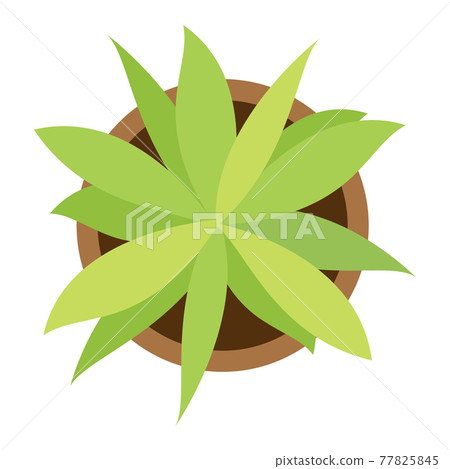 鳥瞰觀葉植物圖標 77825845