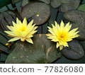 Two yellow water lily flowers 77826080