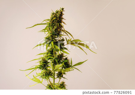 Marijuana stem on pink background. Cannabis shrub 77826091