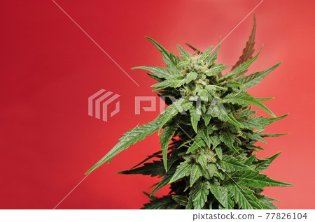 Blooming cannabis bush. Fresh plant isolated on red background, flat lat, top view. Blooming cannabis bush. Fresh plant isolated on red background, flat lat, top view. 77826104