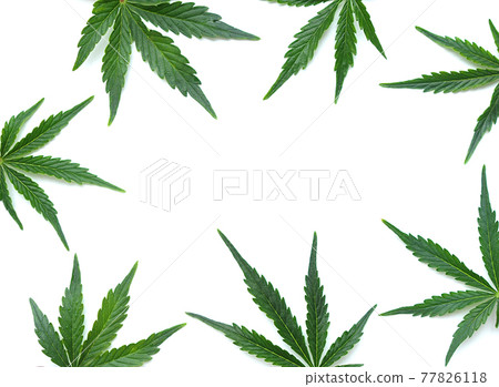 Cannabis leaves, marijuana pattern isolated on white background. 77826118