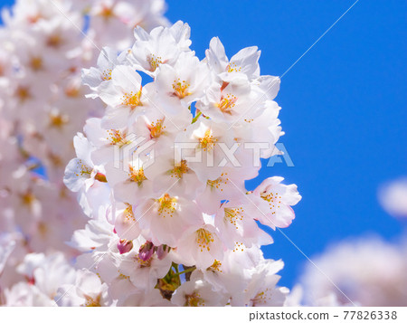 觀音寺川的櫻花盛開（川木田、豬苗代、福島） 77826338