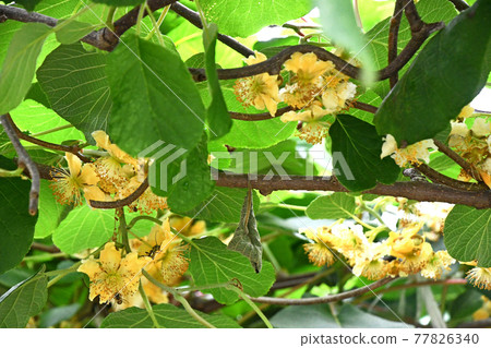 Male flower of kiwifruit Male flower of kiwifruit 77826340