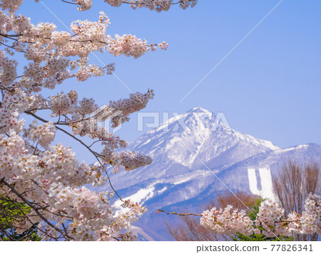 Bandaisan with cherry blossoms in full bloom and snow on the Kannonji River (Kawageta, Inawashiro, Fukushima) 77826341