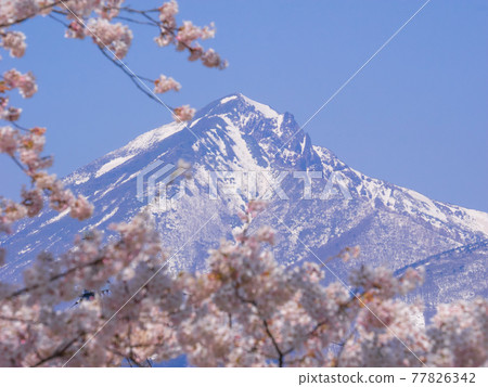 在觀音寺川盛開的櫻花之外，還能看到積雪的磐梯山（川木田、豬苗代、福島） 77826342