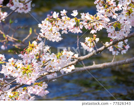 Cherry blossoms in full bloom on the stream (Kannonji River cherry blossom trees, Kawageta, Inawashiro, Fukushima) Cherry blossoms in full bloom on the stream (Kannonji River cherry blossom trees, Kawageta, Inawashiro, Fukushima) 77826343