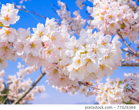 Cherry blossoms in full bloom on the Kannonji River (Kawageta, Inawashiro, Fukushima) Cherry blossoms in full bloom on the Kannonji River (Kawageta, Inawashiro, Fukushima) 77826368