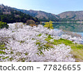 Seen from the sky, "Sakura of Lake Yogo" in Shiga Prefecture 77826655
