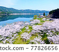 Seen from the sky, "Sakura of Lake Yogo" in Shiga Prefecture 77826656