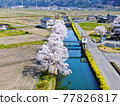 Seen from the sky, "Sakura of Lake Yogo" in Shiga Prefecture 77826817