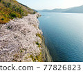Kaizu Osaki, Shiga Prefecture, seen from the sky "View of cherry blossoms that color the shores of Lake Biwa" 77826823