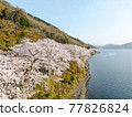 Kaizu Osaki, Shiga Prefecture, seen from the sky "View of cherry blossoms that color the shores of Lake Biwa" 77826824